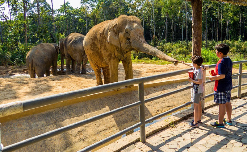 Safari Phú Quốc cho voi ăn 