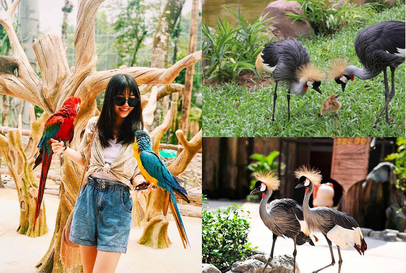 Vinpearl Safari Phú Quốc chuồng chim