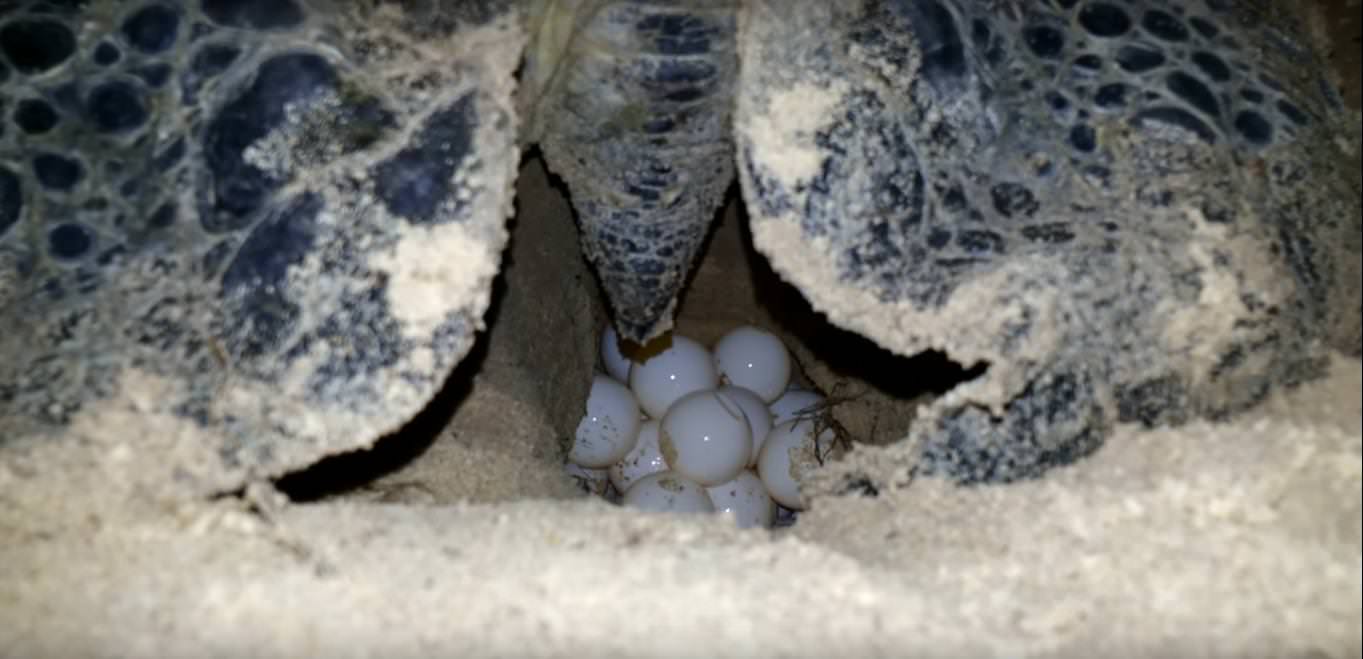 Du lịch Côn Đảo mùa rùa đẻ trứng