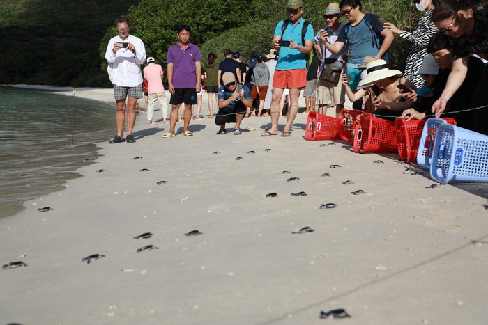Kinh nghiệm du lịch Hòn Bảy Cạnh Côn Đảo mùa rùa đẻ trứng