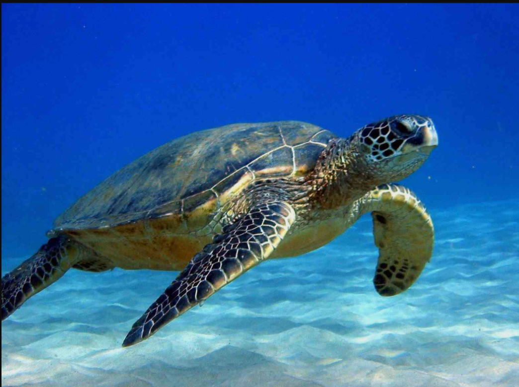 Rùa biển ở Côn Đảo