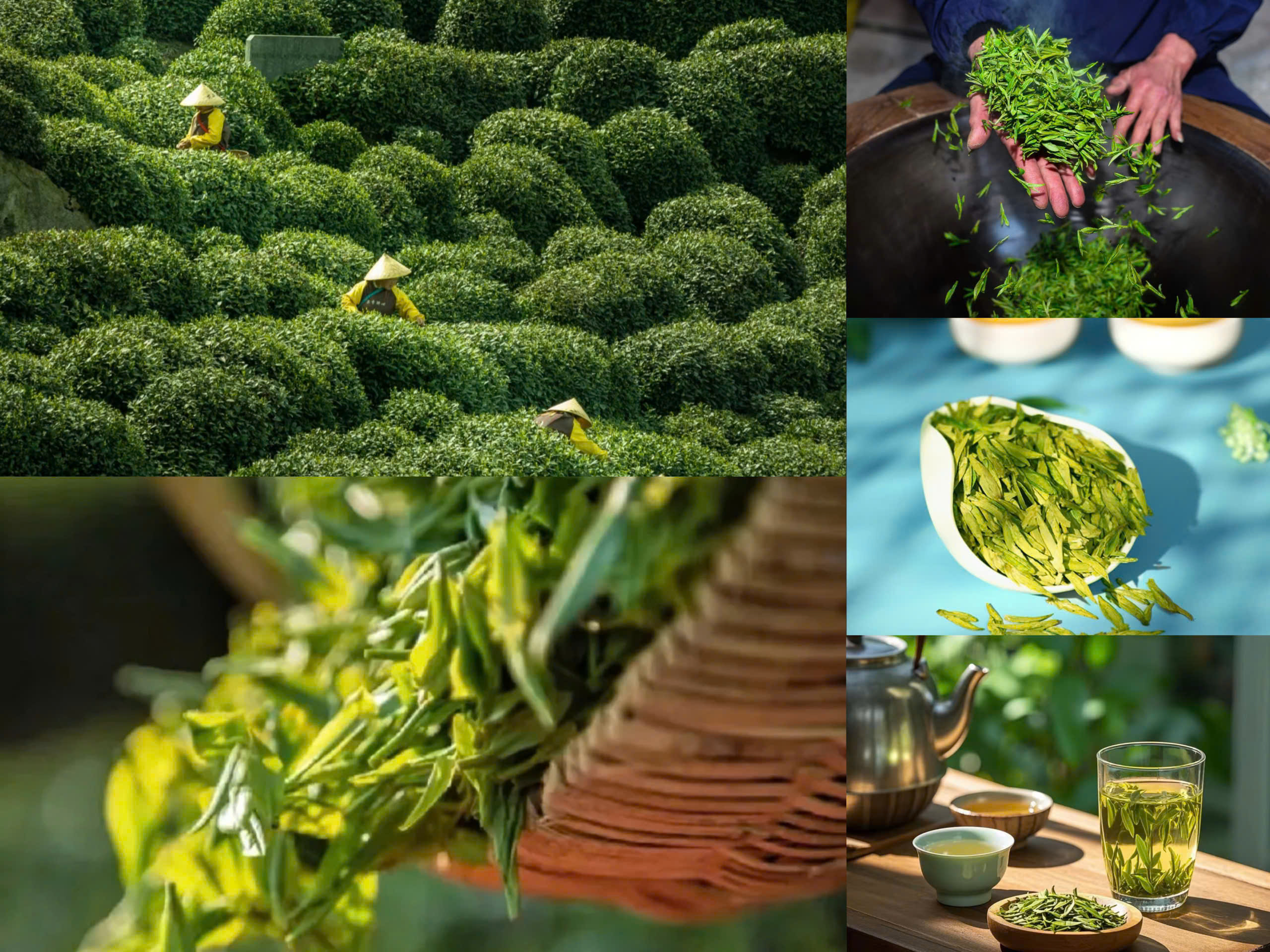 Chè Long Tỉnh - Đặc sản Tây Hồ Hàng Châu Trung Quốc