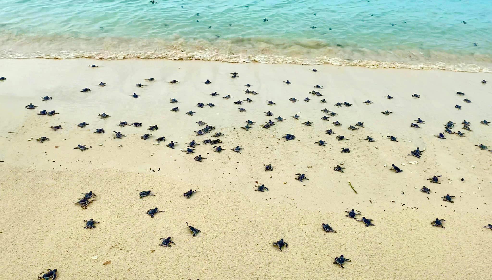 thả rùa về biển ở Côn Đảo