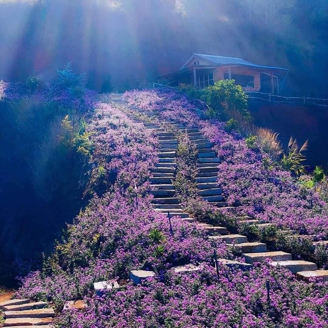 vườn lavenders Đà Lạt