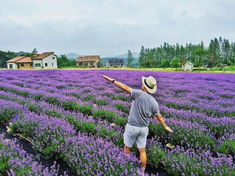 Địa điểm check-in với Lavender đẹp ở Đà Lạt