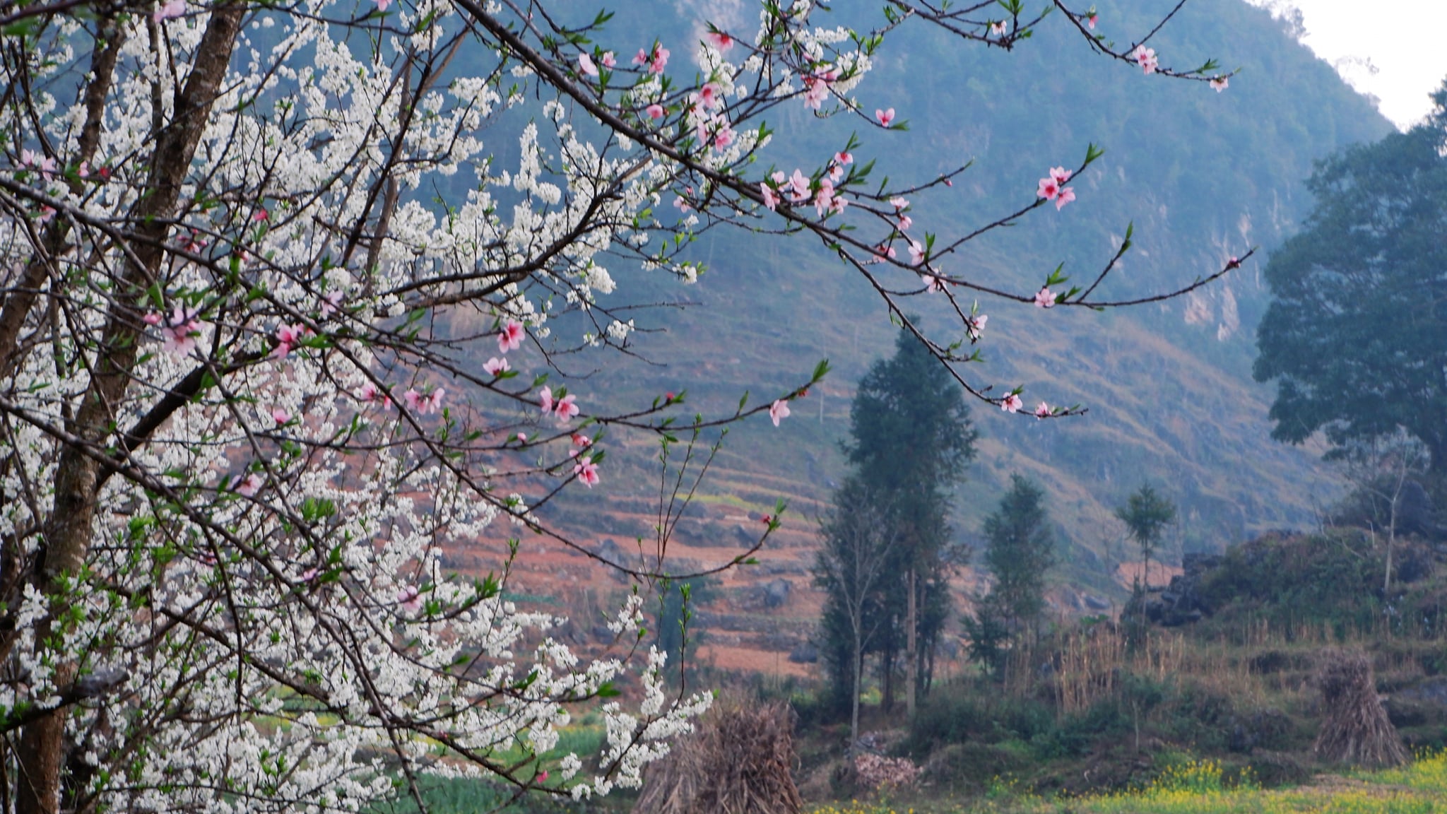 Tour Hà Giang – Sapa mùa hoa đào nở