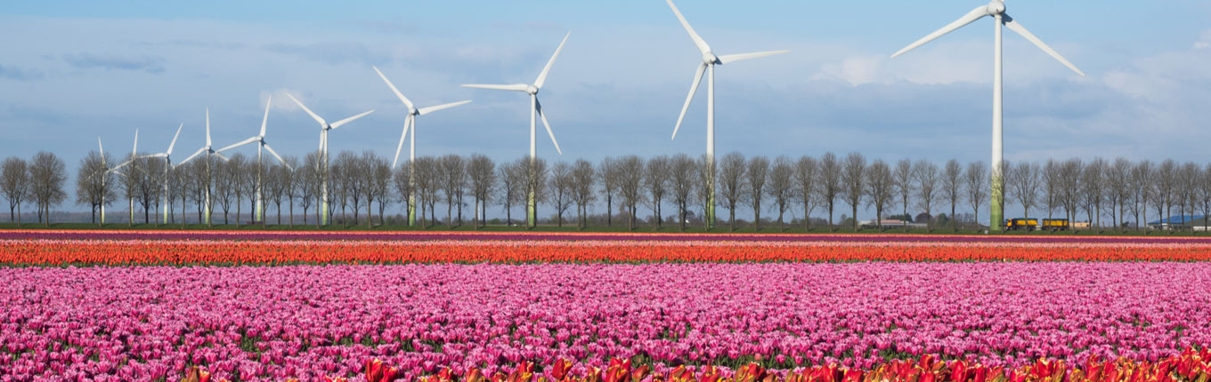 Cánh đồng hoa Tulip Hà Lan tuyệt đẹp 01