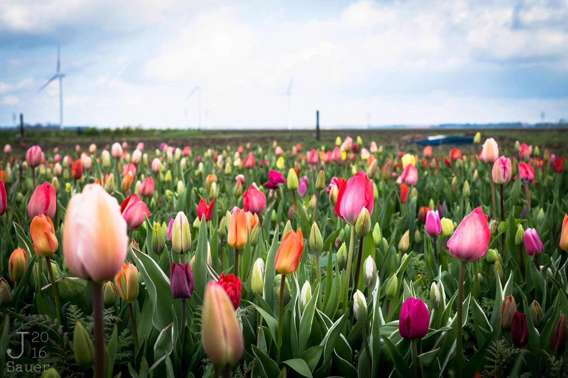 Địa điểm ngắm hoa Tulip đẹp nhất ở Hà Lan 01