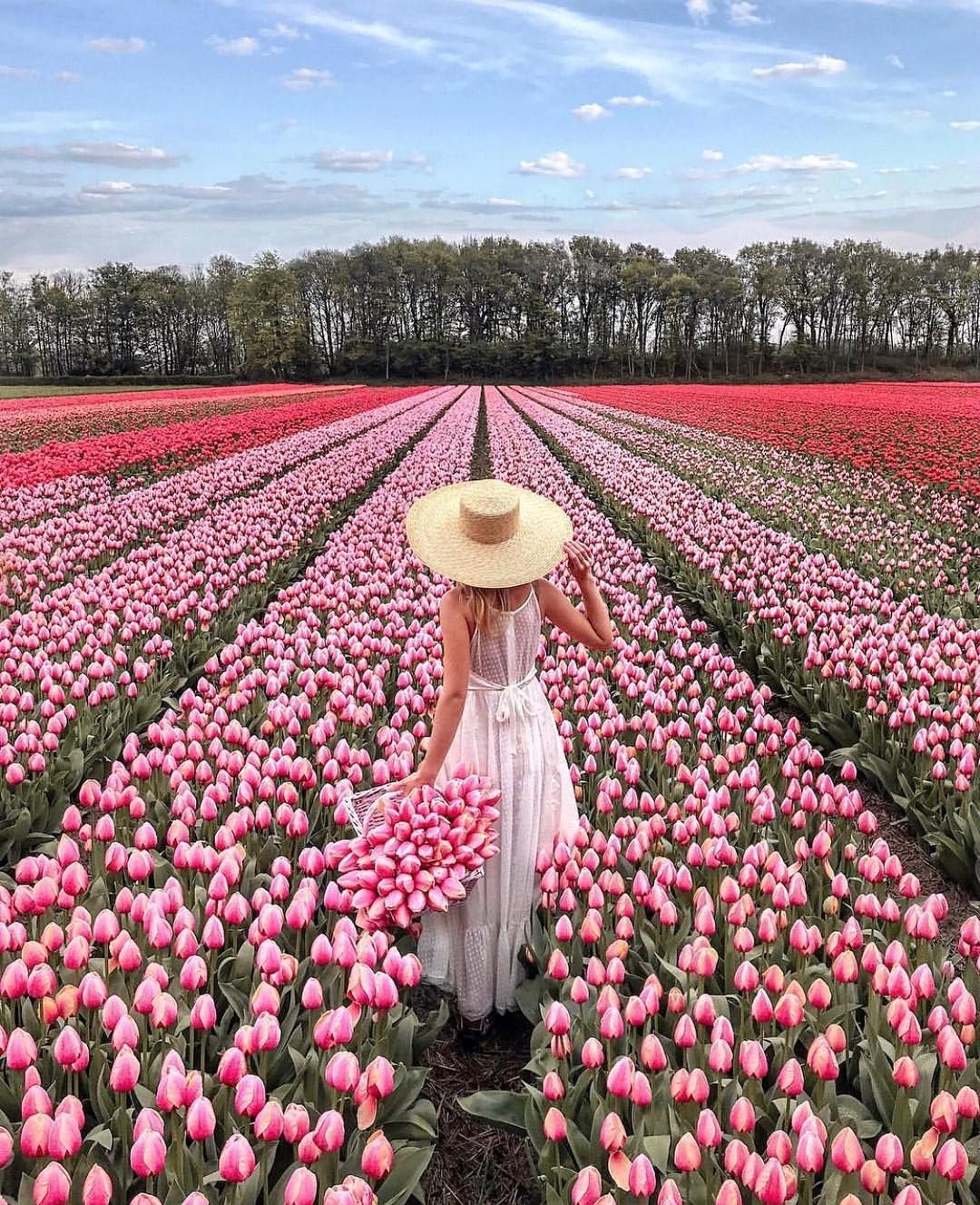 Hoa Tulip Hà Lan nở tháng mấy 01