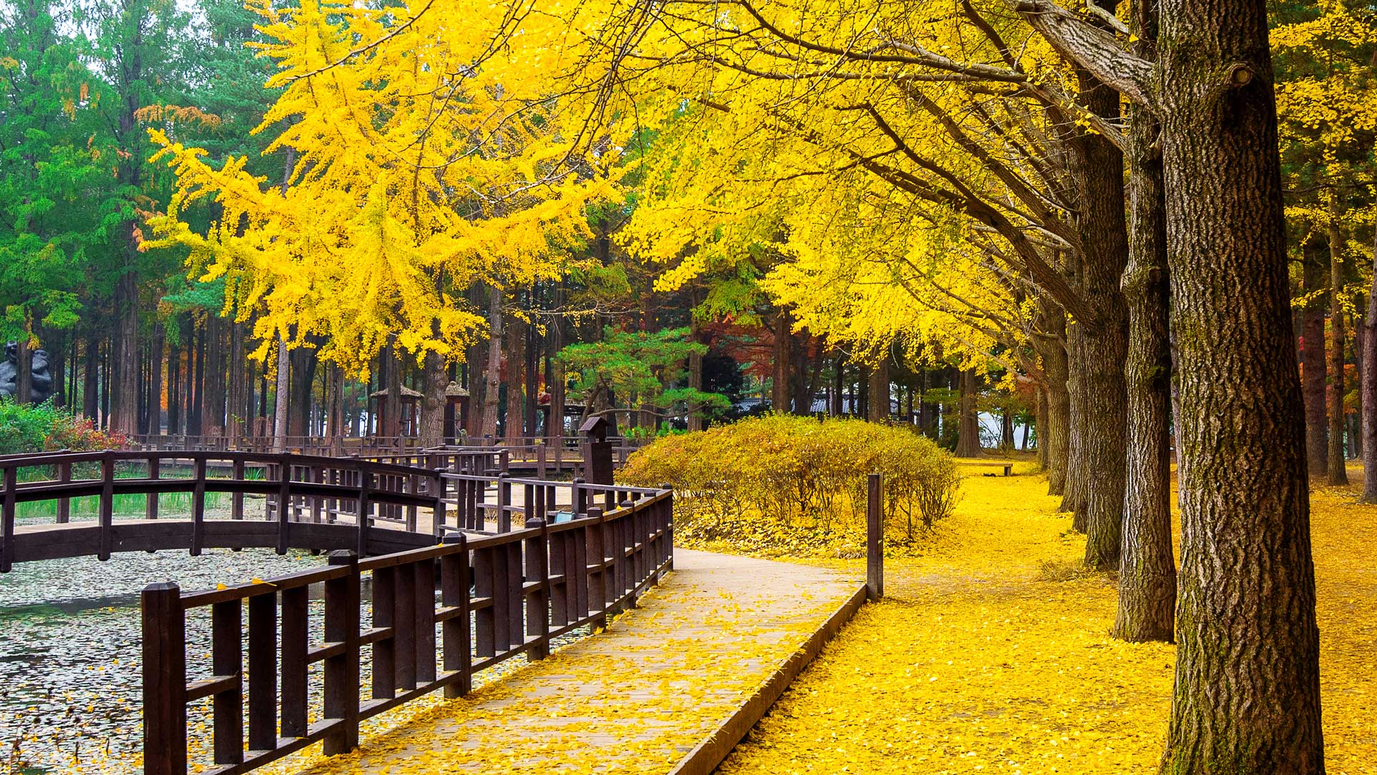 Những con đường lá vàng lãng mạn hút khách du lịch Hàn Quốc