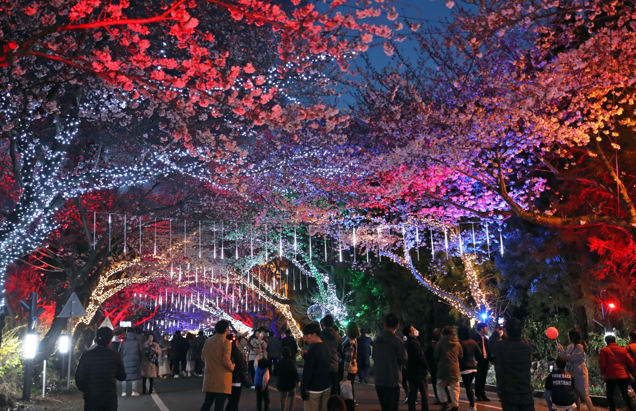 Lễ hội hoa anh đào ở Jeju Hàn Quốc