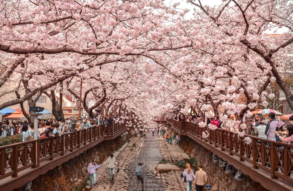 Lễ hội hoa anh đào Hàn Quốc Jinhae Gunjangje