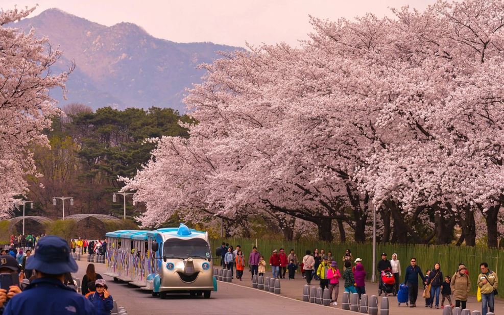 Lễ hội hoa anh đào mùa xuân ở Hàn Quốc