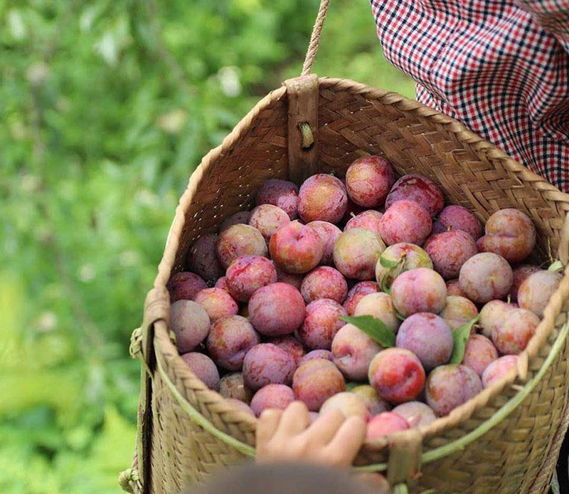 Du lịch tháng 4 - Hái mận Mộc Châu 01