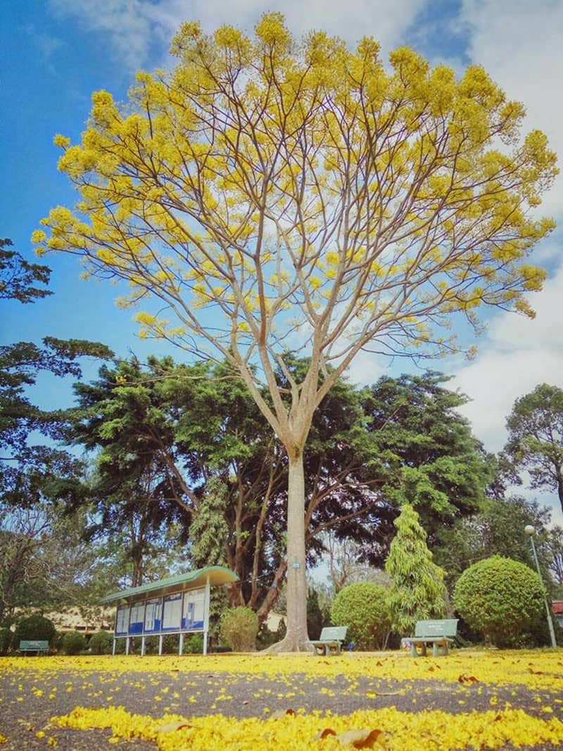 Huế tháng 5 mùa phượng vàng