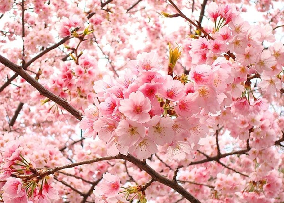 Lễ hội hoa anh đào Nhật Bản diễn ra khi nào?