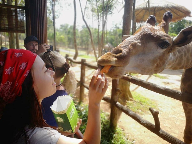 Cho hươu cao cổ ăn tại Safari Phú Quốc