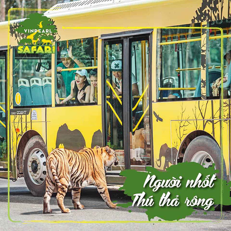 Xem các loài thú hoang dã bằng xe bus tại Safari Phú Quốc